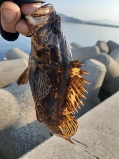 カサゴの釣果