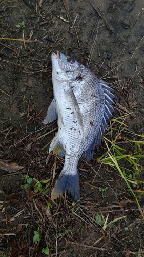 キビレの釣果