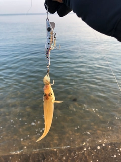キスの釣果