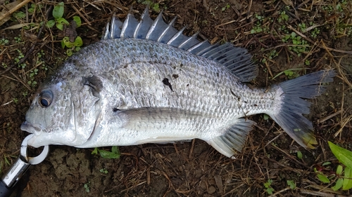 キビレの釣果