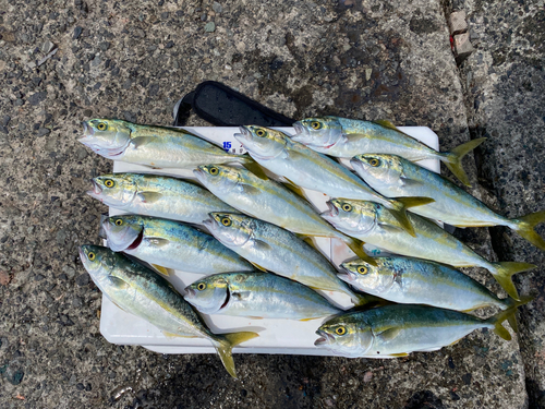 ワカシの釣果