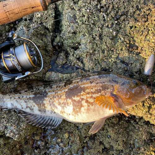 アイナメの釣果