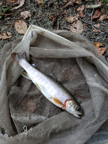 イワナの釣果