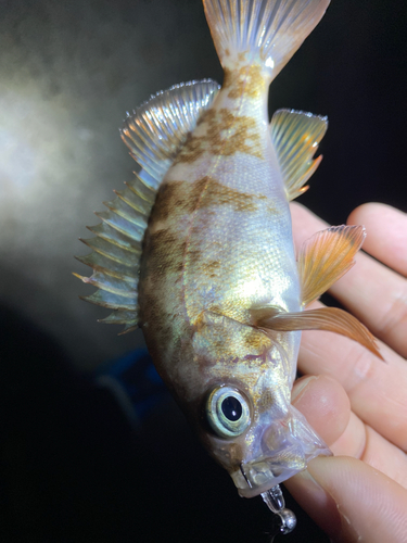 シロメバルの釣果