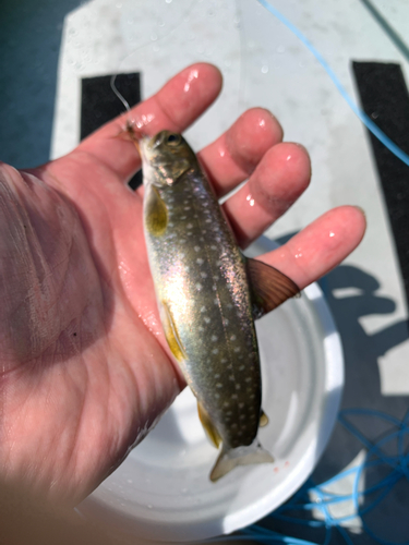 アメマスの釣果