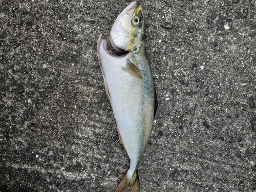 ツバスの釣果