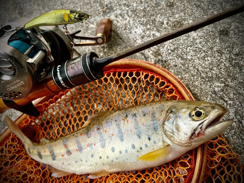 アマゴの釣果