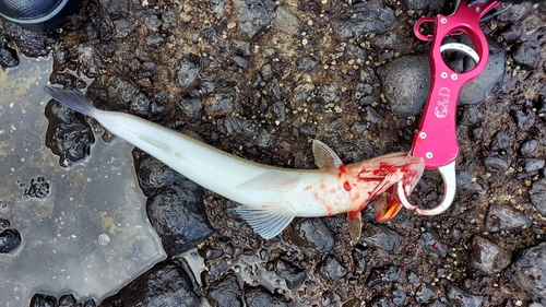 エソの釣果