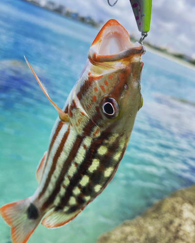 アミメフエダイの釣果