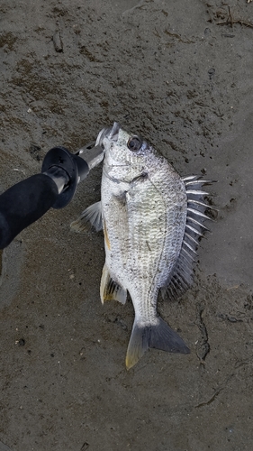 キビレの釣果