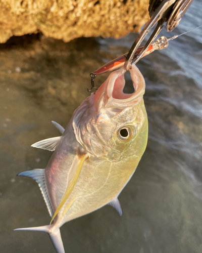 カスミアジの釣果