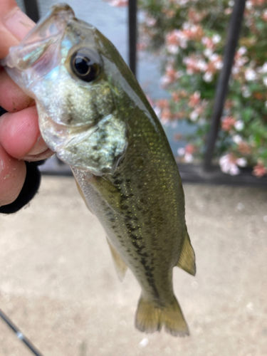 ラージマウスバスの釣果