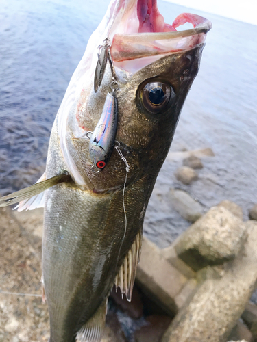 フッコ（タイリクスズキ）の釣果