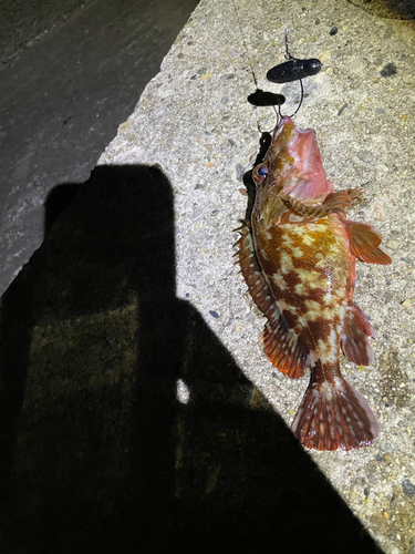 カサゴの釣果