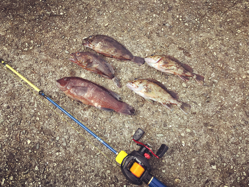 カンダイの釣果