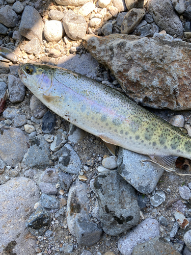 ニジマスの釣果