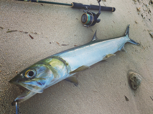 カライワシの釣果