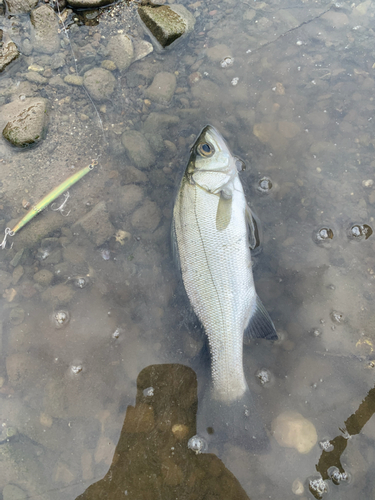 セイゴ（マルスズキ）の釣果