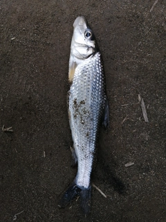 ニゴイの釣果