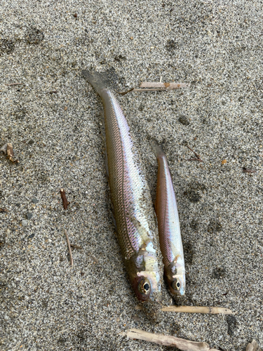 キスの釣果