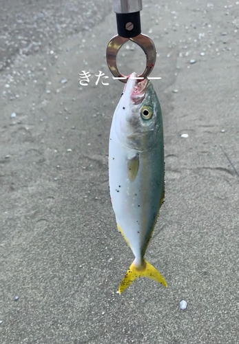 ワカシの釣果