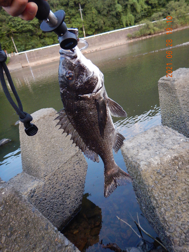 チヌの釣果