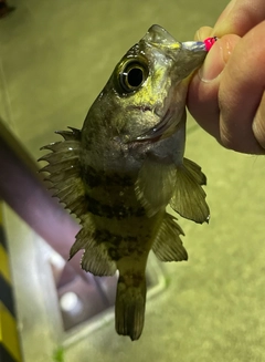 メバルの釣果