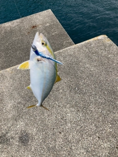 ショゴの釣果