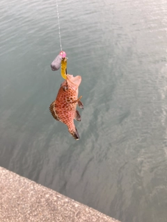 オオモンハタの釣果