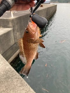 オオモンハタの釣果