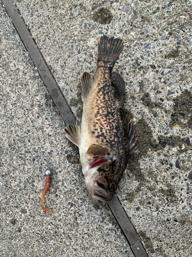 クロソイの釣果