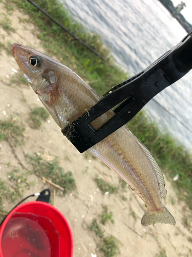 キスの釣果