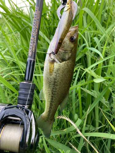 ブラックバスの釣果