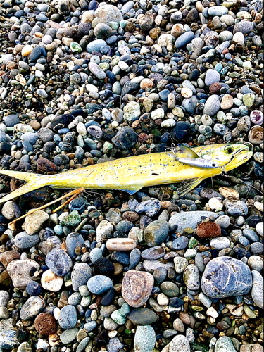 シイラの釣果