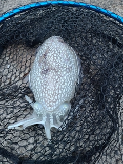 シリヤケイカの釣果