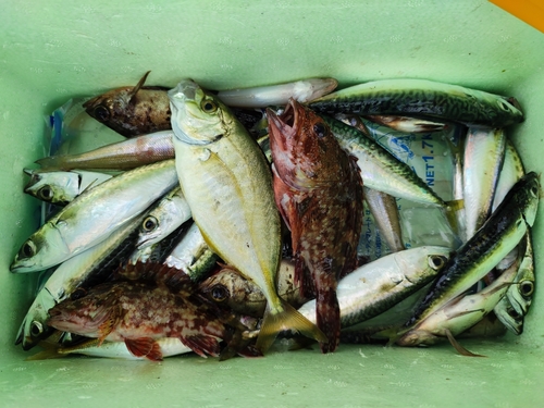 サバの釣果