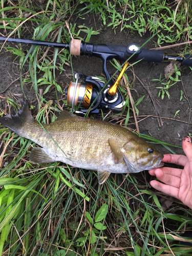 スモールマウスバスの釣果