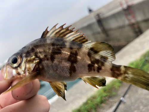 メバルの釣果