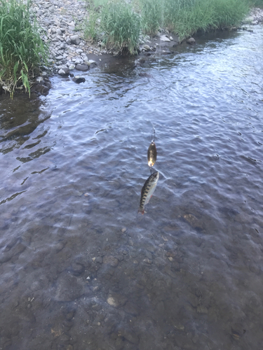 ヤマメの釣果