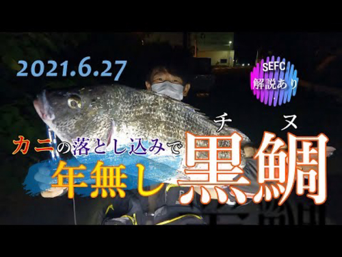 クロダイの釣果