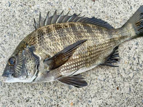 クロダイの釣果