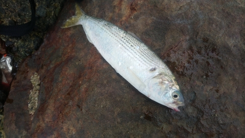 コノシロの釣果