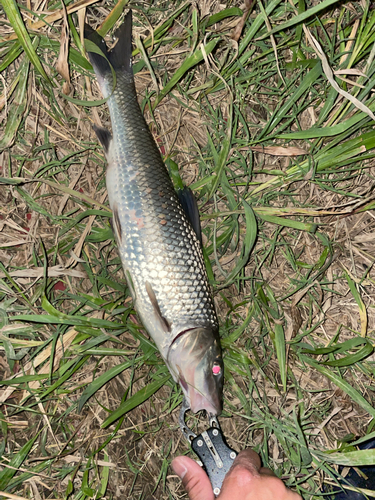 ニゴイの釣果