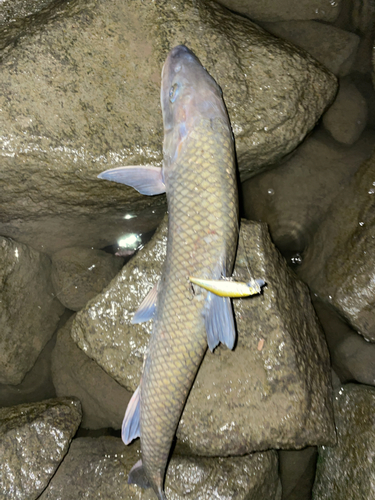 ニゴイの釣果