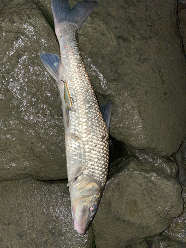 ニゴイの釣果