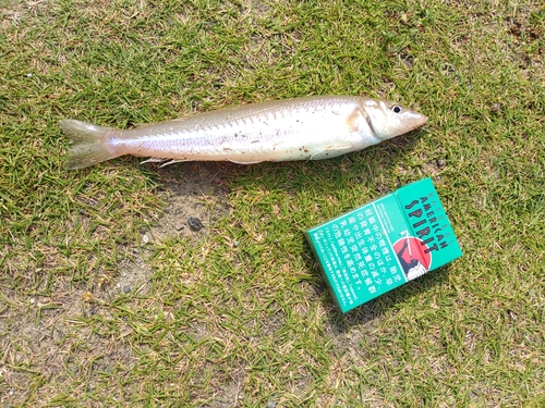 キスの釣果