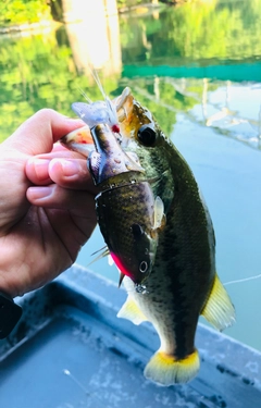 ブラックバスの釣果