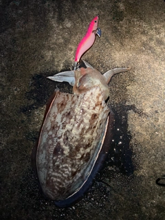 コウイカの釣果