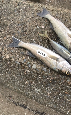 シーバスの釣果