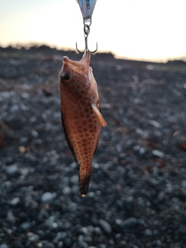 オオモンハタの釣果